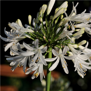 Agapanthus 'Sea Spray'